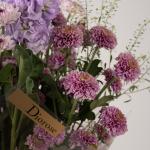 صفاء بنفسجي