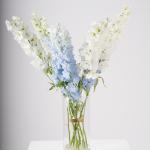 Light Blue & White Delphinium in Clear Vase