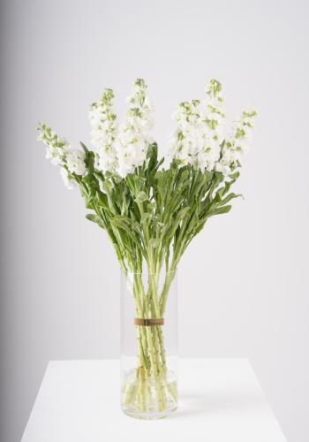 Matthiola in Clear Vase