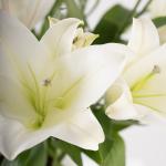 White Lilies in Custom Vase Selection