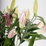 Pink Lilies in Custom Vase Selection
