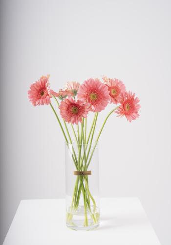 Pink Gerbera in Clear Vase
