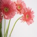 Pink Gerbera in Clear Vase