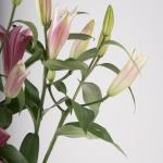 Pink Lilies in Clear Vase