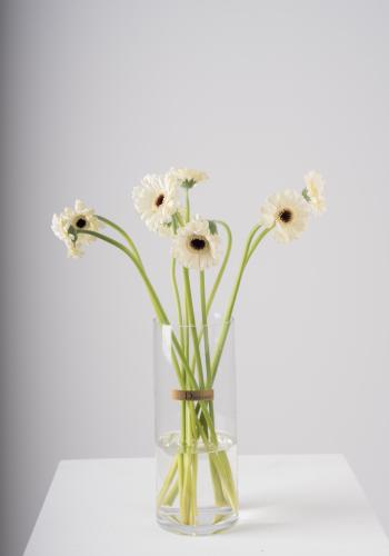 White Gerbera in Clear Vase