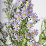 Elegant Aster Blooms
