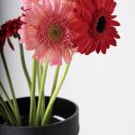 Gerbera Radiance in Black Elegance
