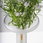 Elegant Aster Blooms