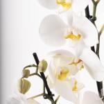 Orchid Elegance