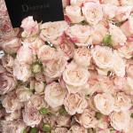 Dana – Famous Hot Sale: Spray Roses in a Box