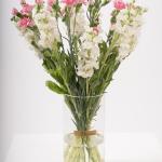 Blooming Spray Carnations and Matthiola White