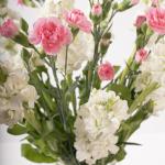 Blooming Spray Carnations and Matthiola White