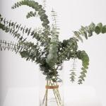 Eucalyptus Leaves in Clear Glass Vase