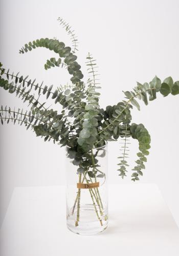 Eucalyptus Leaves in Clear Glass Vase