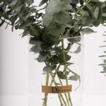 Eucalyptus Leaves in Clear Glass Vase