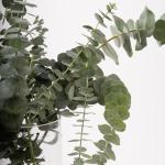 Eucalyptus Leaves in Clear Glass Vase