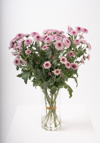 Pink Chrysanthemums in Clear Vase
