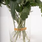 Pink Chrysanthemums in Clear Vase