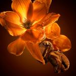 عطر هيوغو بوس ذا سينت للنساء إنتنس