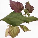 هيرميس لامبري دي ميرفيليس أو دو بارفان 100ml