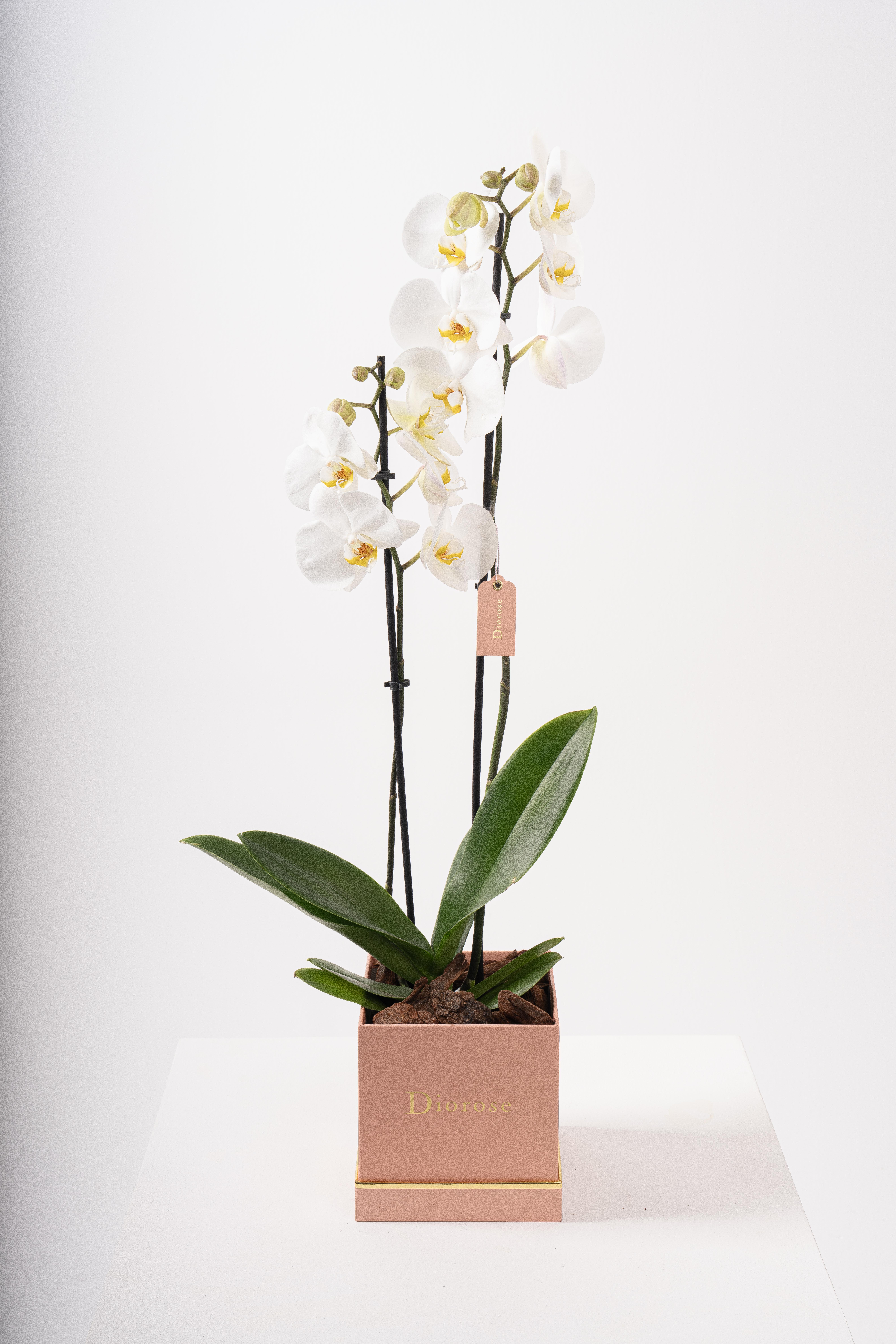 Explore Orchid Luxe